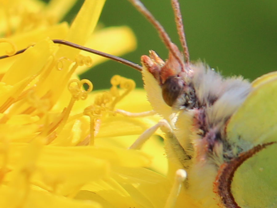 Schmetterling