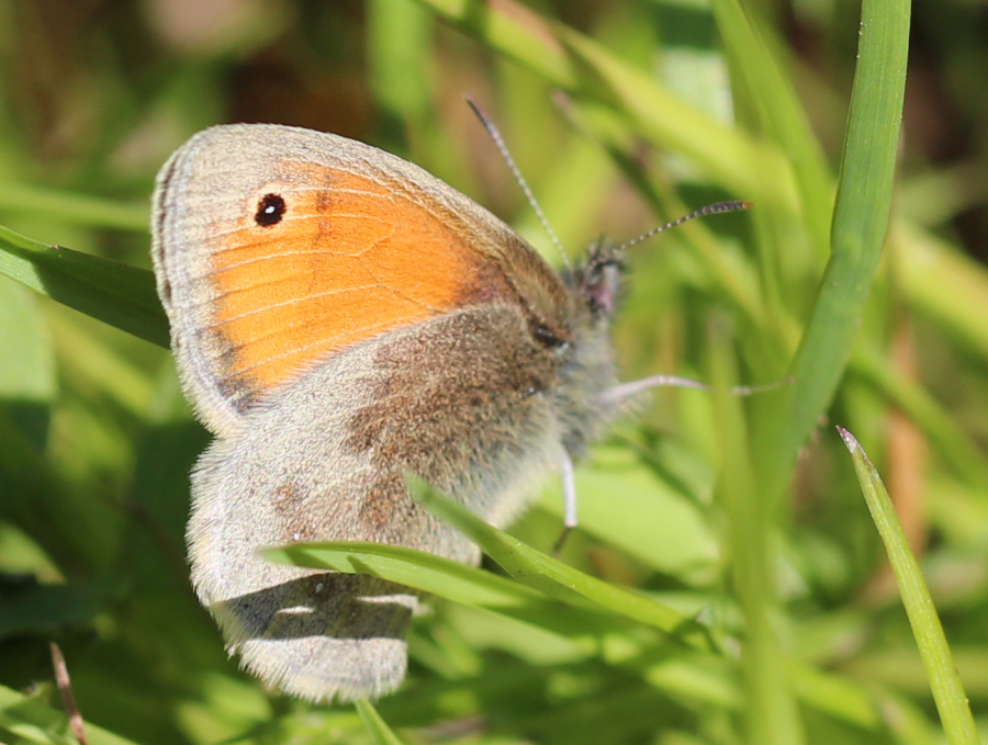 Schmetterling