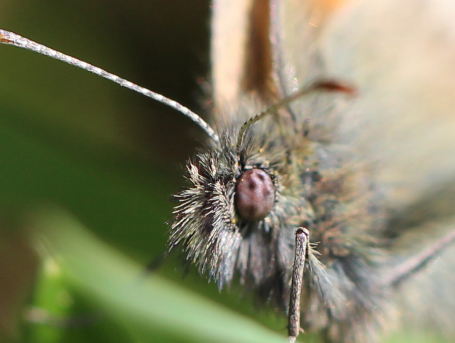 Schmetterling