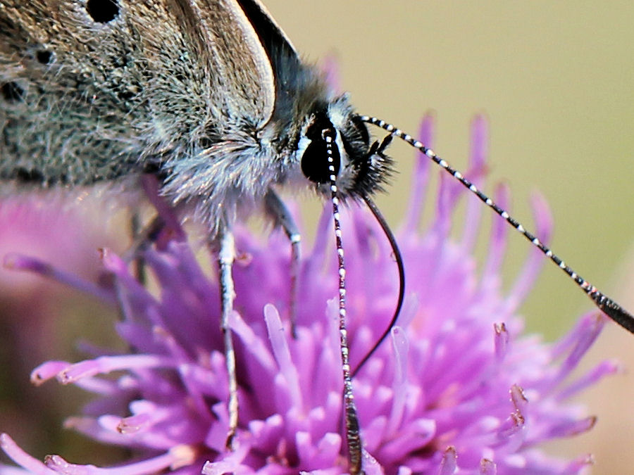 Schmetterling