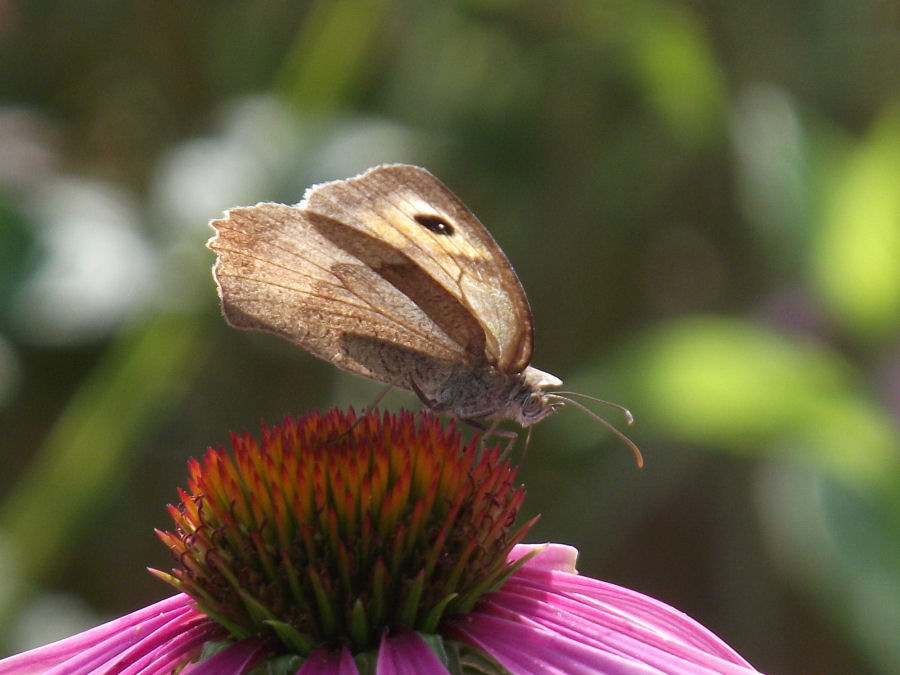 Schmetterling