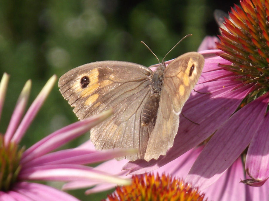 Schmetterling