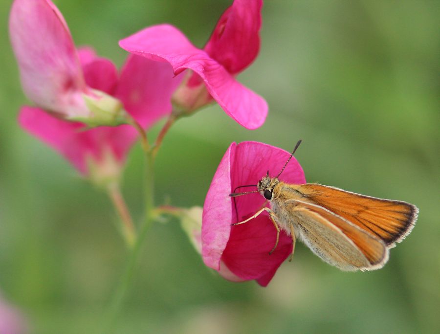 Schmetterling