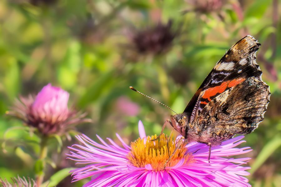 Schmetterling Admiral