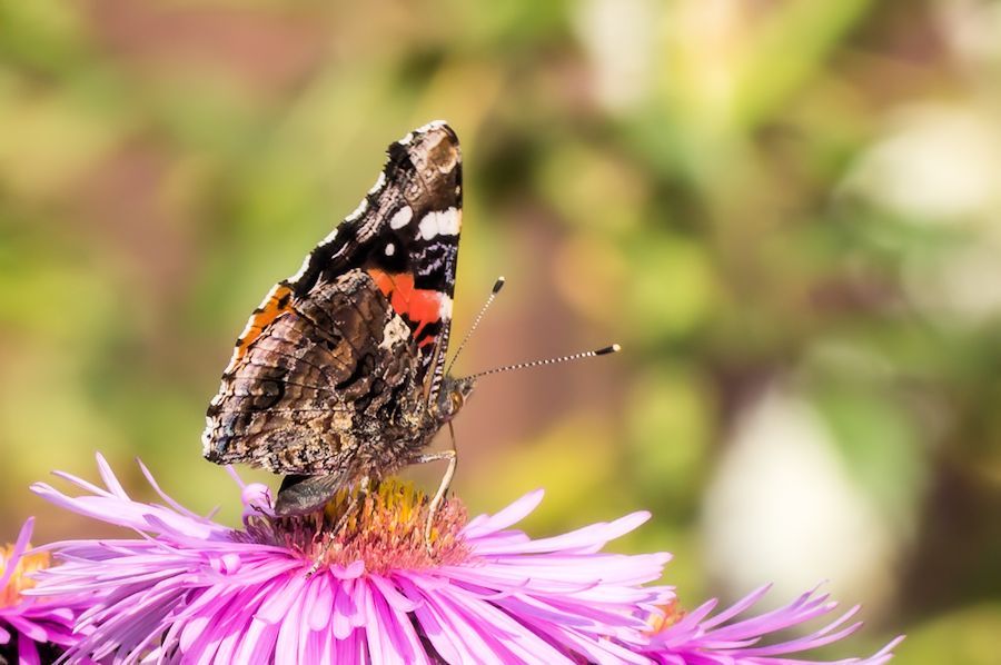 Schmetterling Admiral