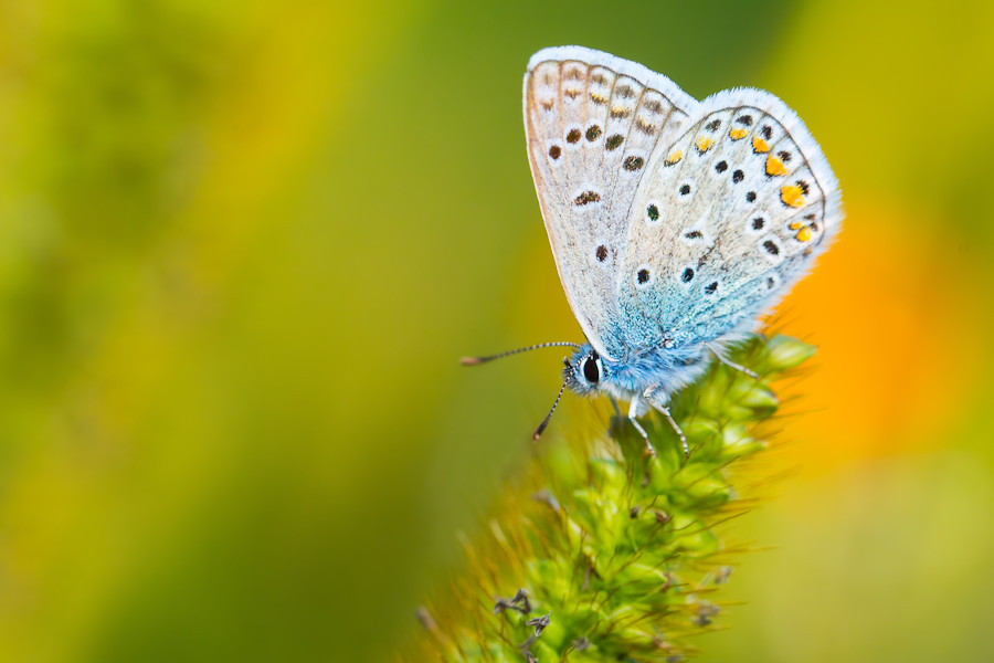 Schmetterling Bläuling