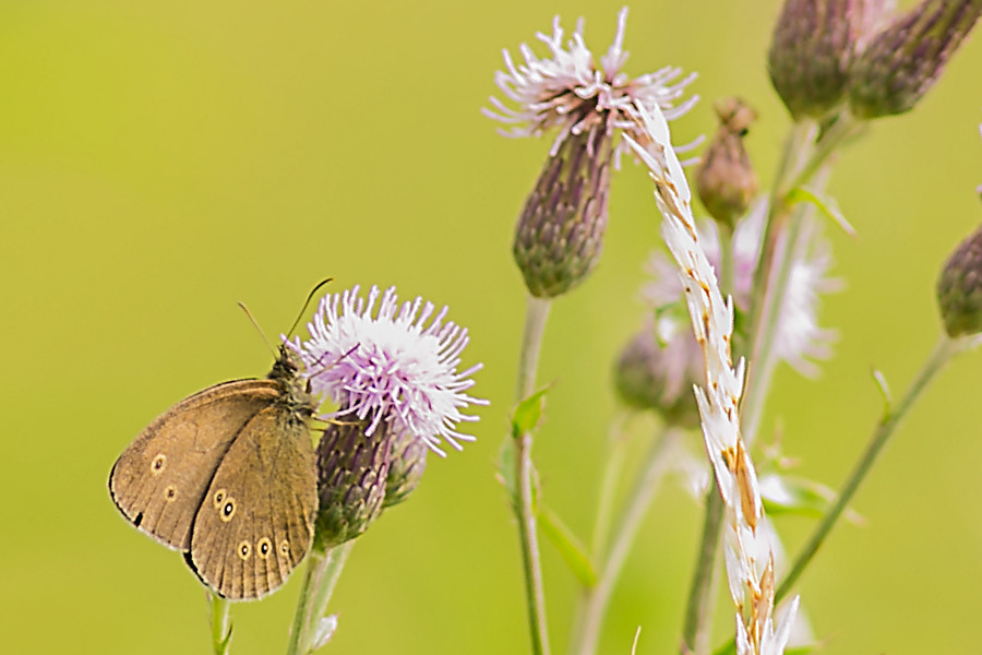 Schmetterling Brauner Waldvogel