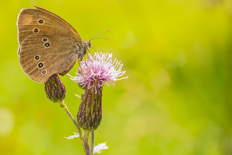 Schmetterling Brauner Waldvogel