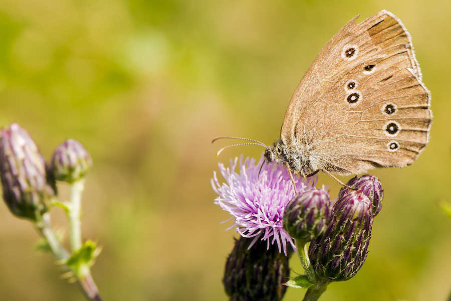 Schmetterling Brauner Waldvogel