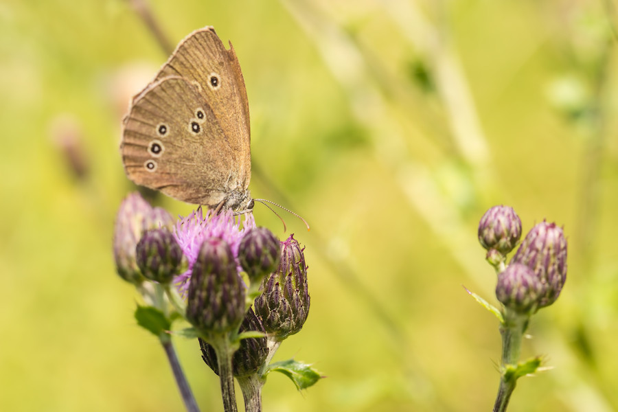 Schmetterling Brauner Waldvogel