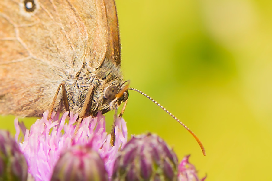 Schmetterling Brauner Waldvogel