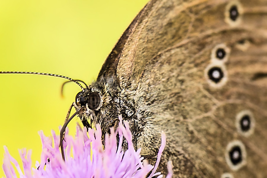 Schmetterling Brauner Waldvogel