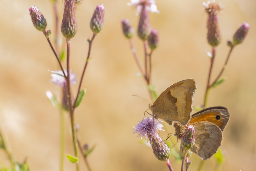 Schmetterling Grosses Ochsenauge