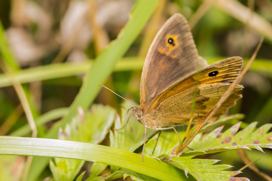 Schmetterling Grosses Ochsenauge