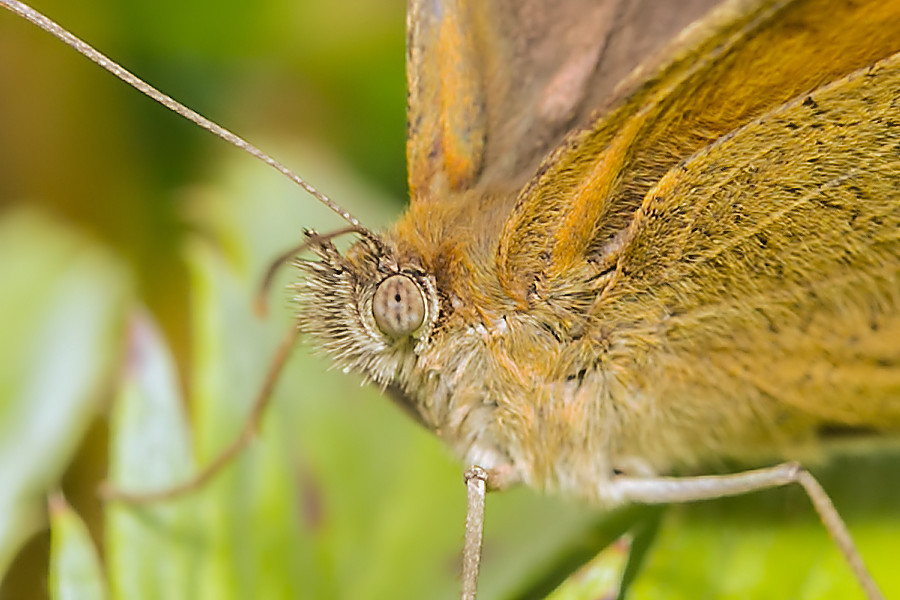 Schmetterling Grosses Ochsenauge Kopf