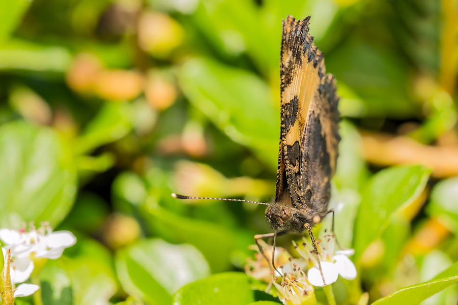 Schmetterling Kleiner Fuchs