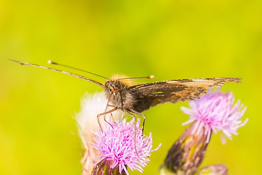 Schmetterling Kleiner Fuchs