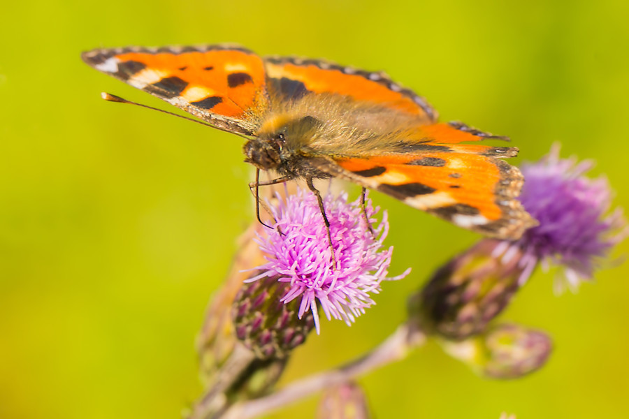 Schmetterling Kleiner Fuchs