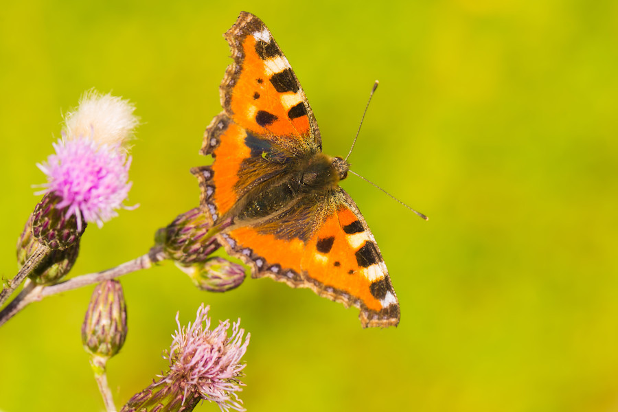 Schmetterling Kleiner Fuchs