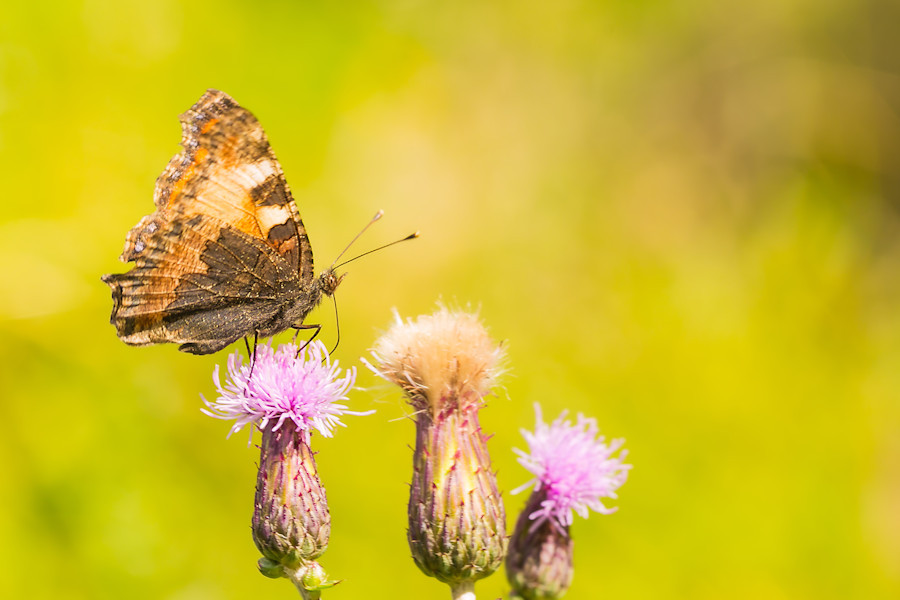 Schmetterling Kleiner Fuchs