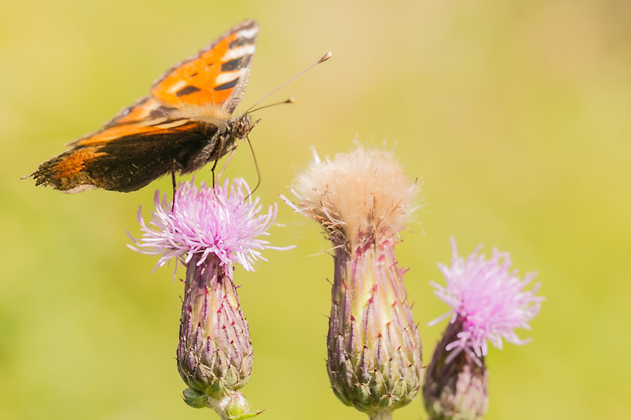 Schmetterling Kleiner Fuchs
