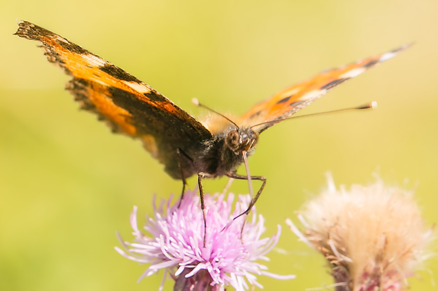 Schmetterling Kleiner Fuchs