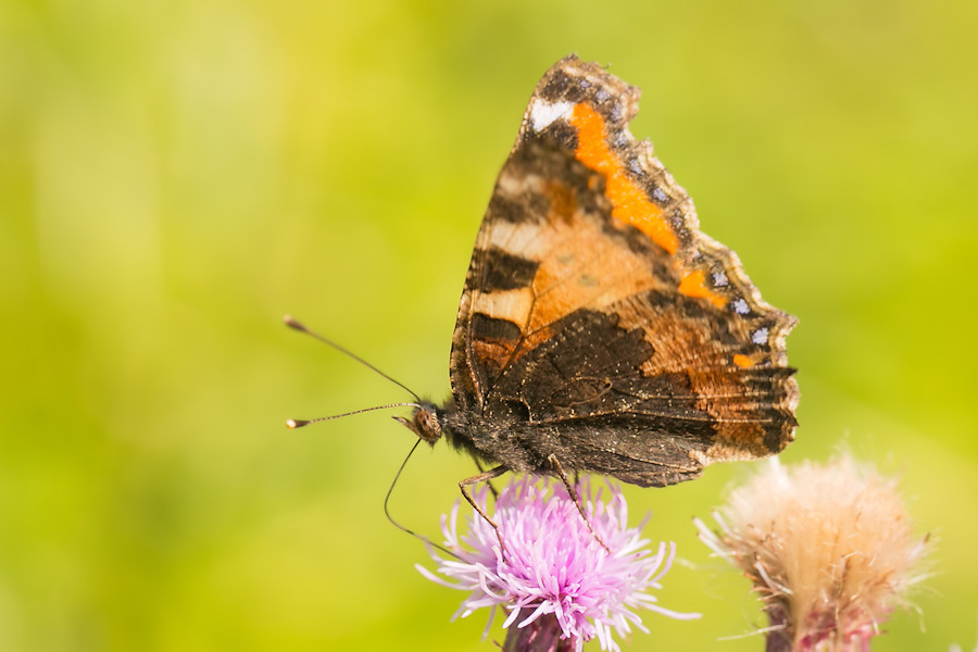 Schmetterling Kleiner Fuchs
