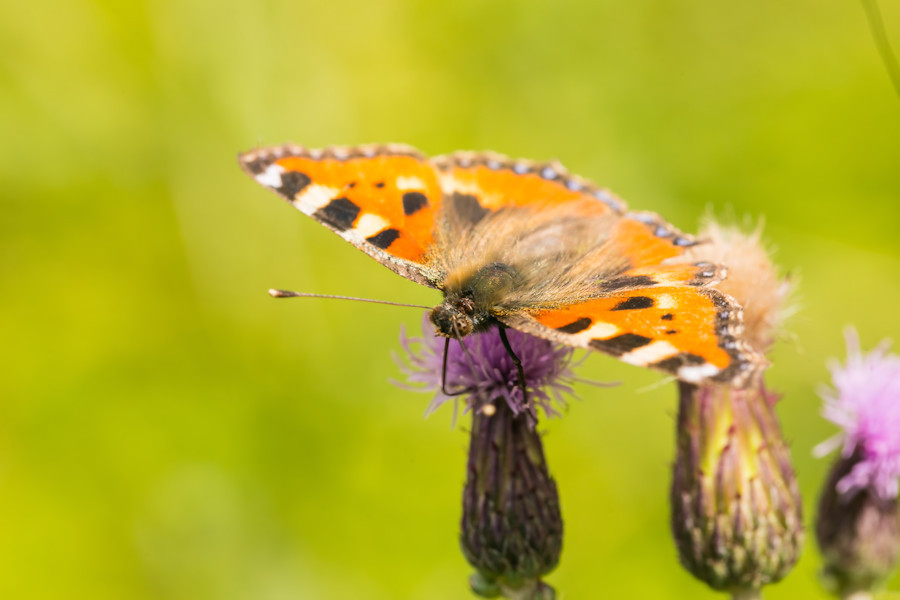 Schmetterling Kleiner Fuchs