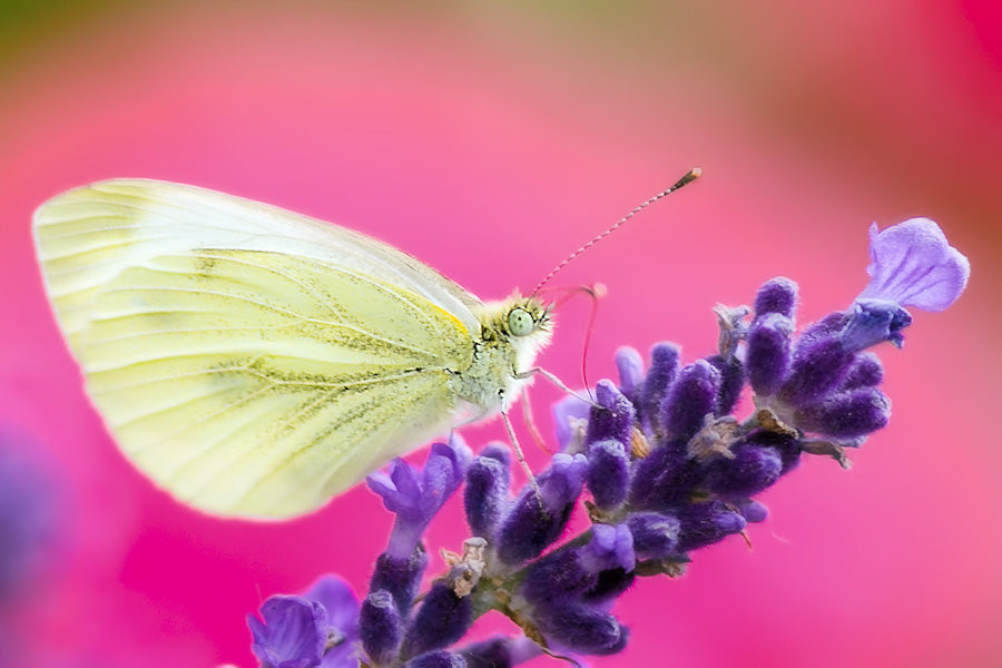 Schmetterling Weissling