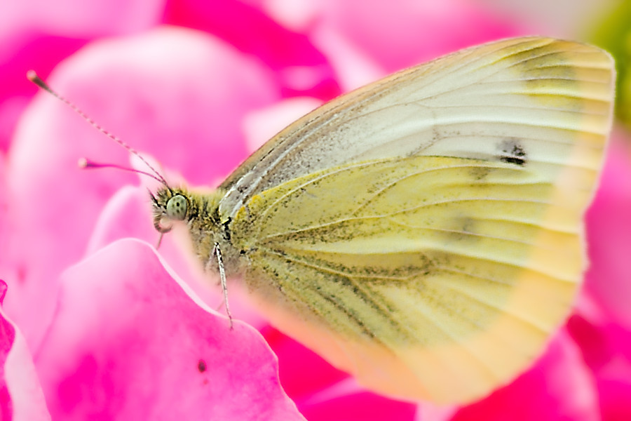 Schmetterling Weissling
