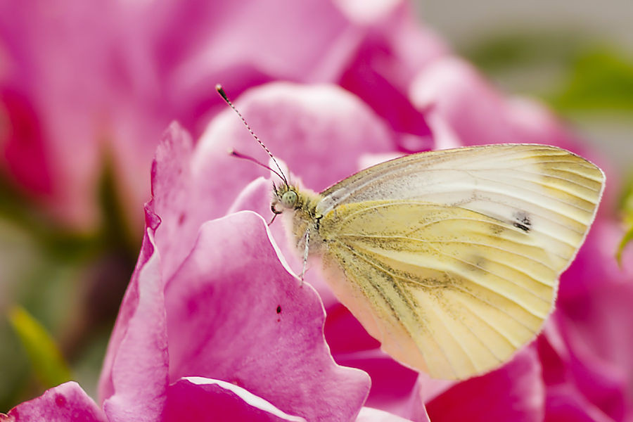 Schmetterling Weissling