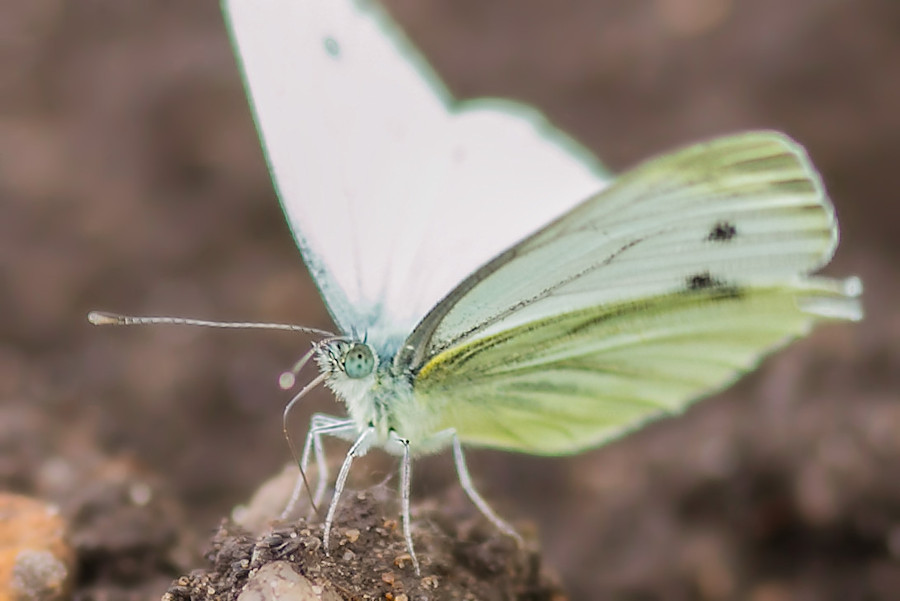 Schmetterling Weissling