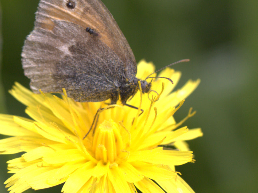 Schmetterling mit Fliege auf dem Fluegel