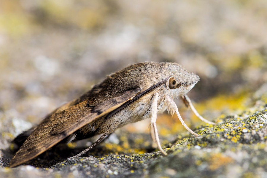 Taubenschwänzchen