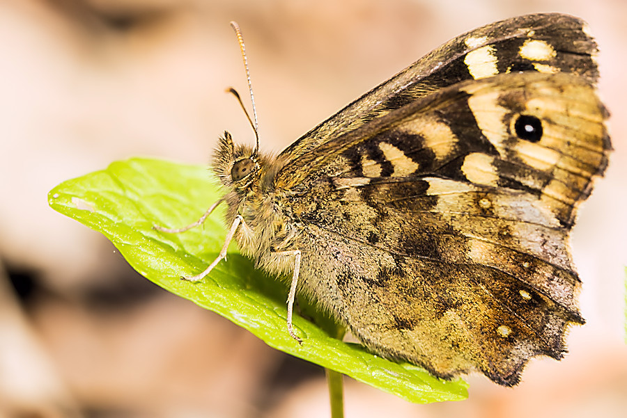 Waldbrettspiel Schmetterling