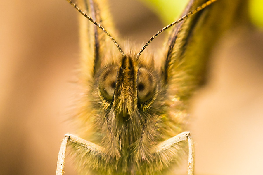 Waldbrettspiel Schmetterling