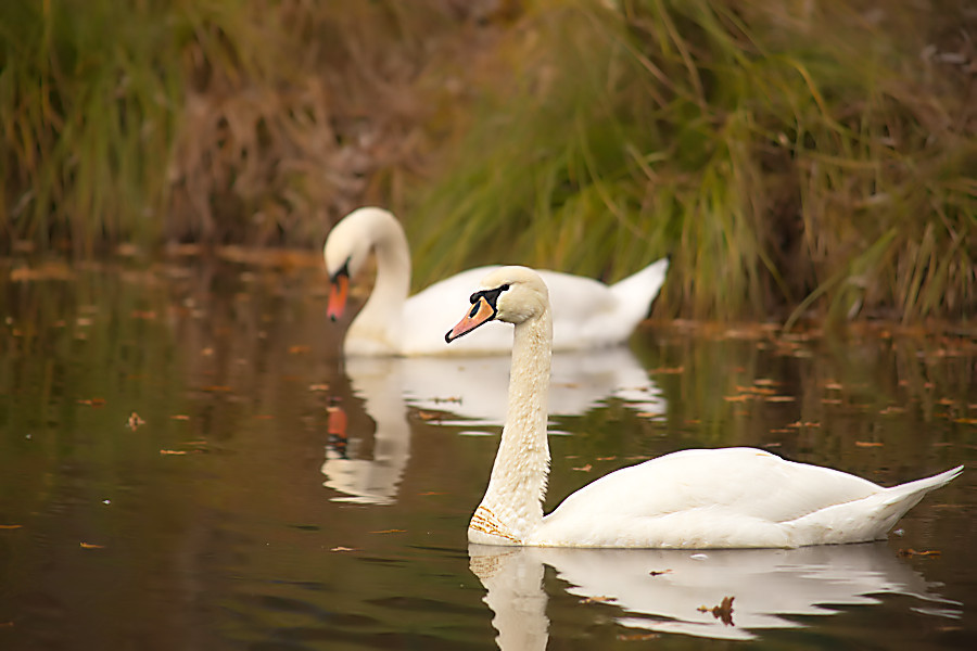 Schwäne am Sägweiher