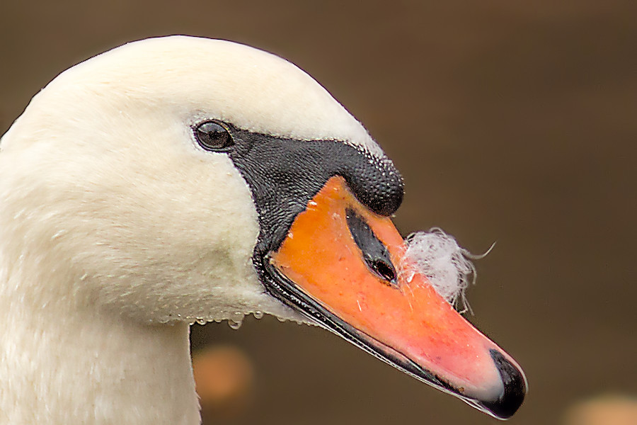 Schwan