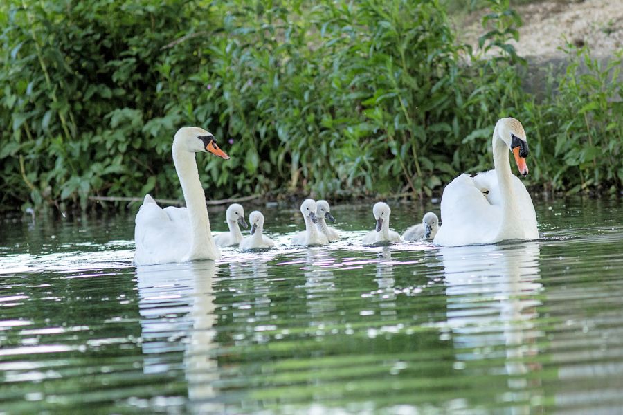 Schwanenfamilie