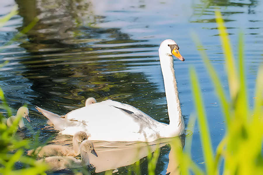 Schwanenfamilie