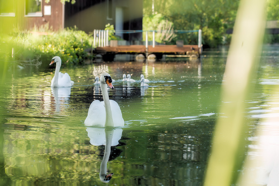 Schwanenfamilie im Brenzpark