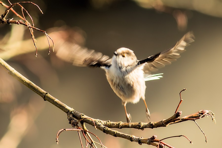 Schwanzmeise beim Abflug
