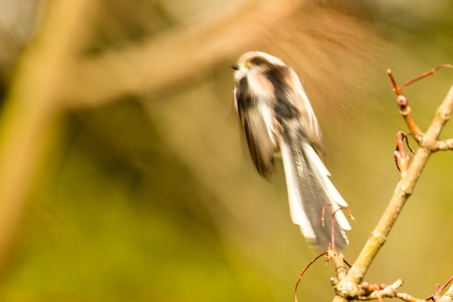 Schwanzmeise im Abflug