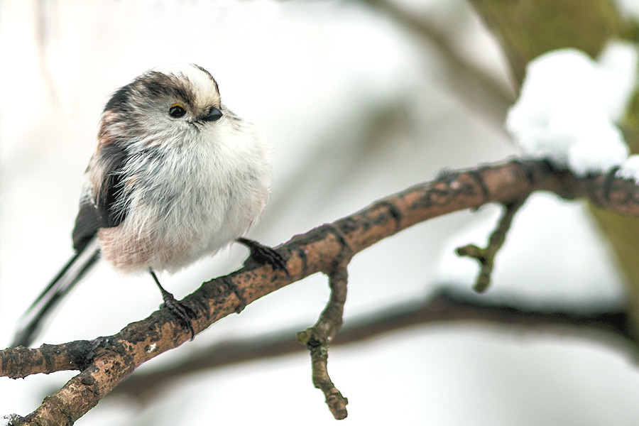 Schwanzmeise im Winter