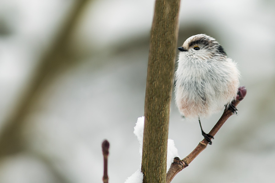 Schwanzmeise im Winter