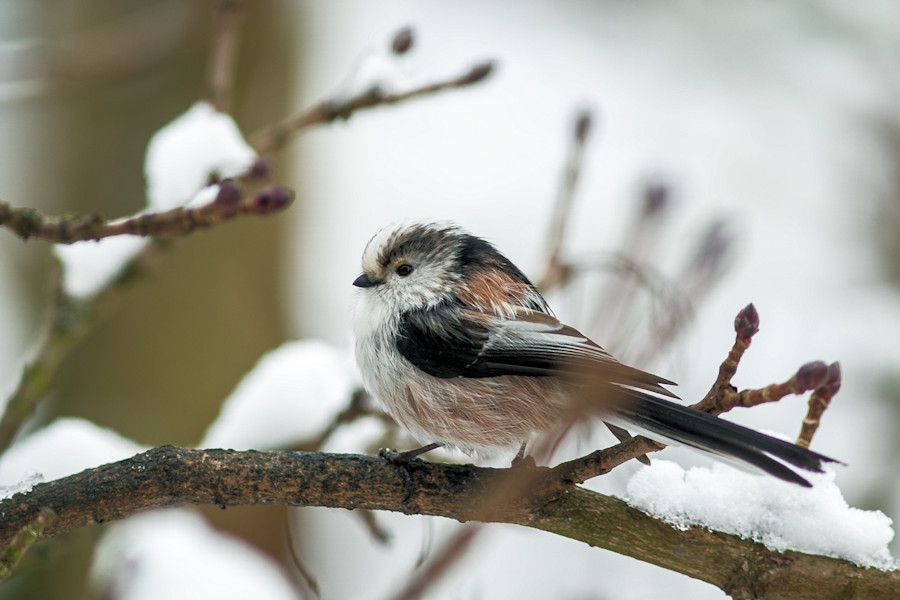 Schwanzmeise im Winter