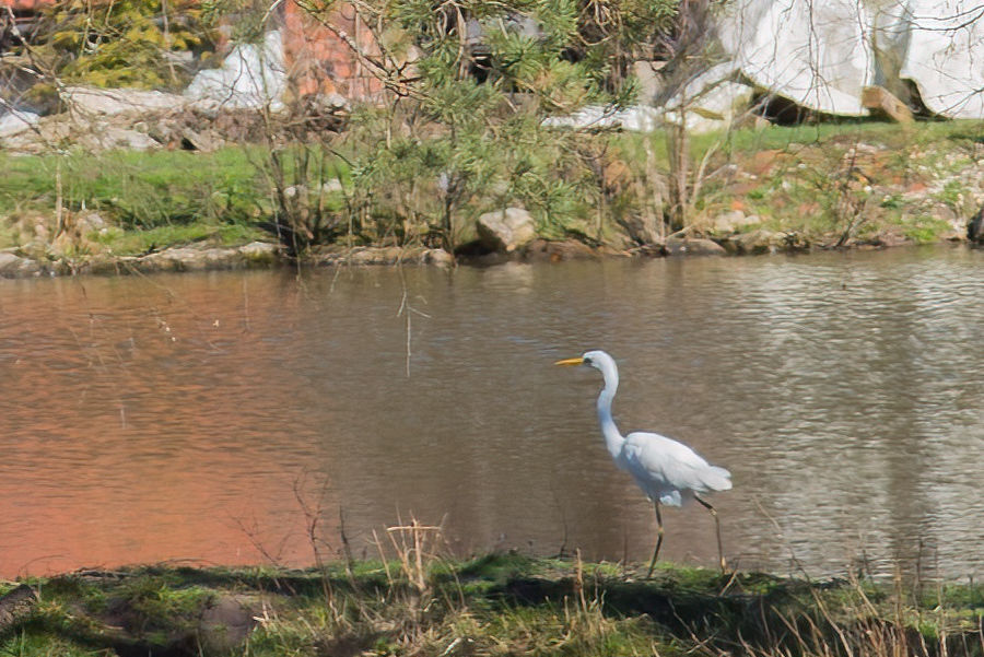 Silberreiher