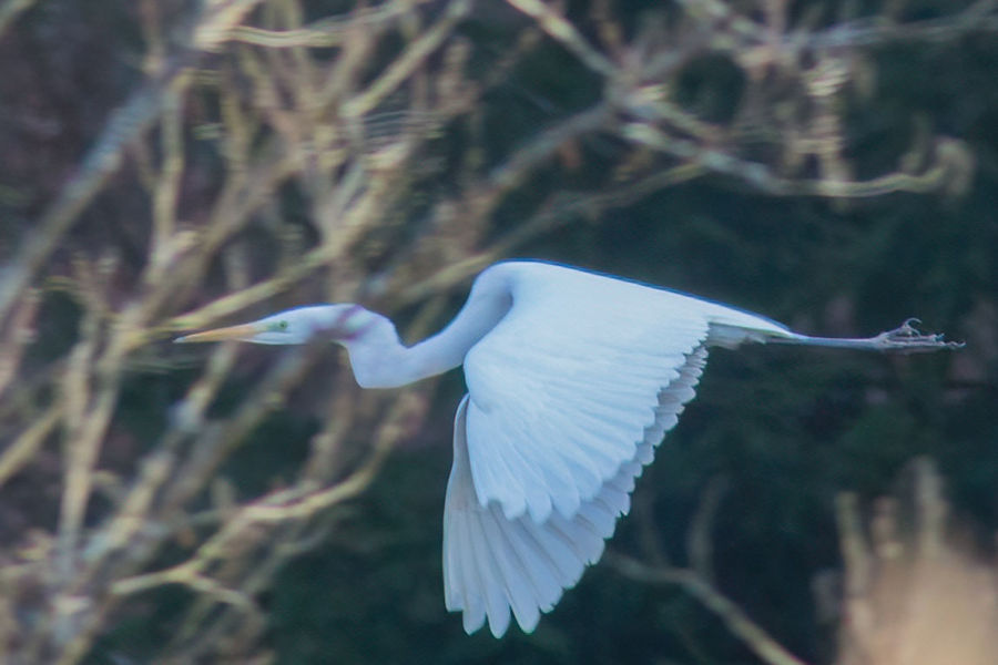 Silberreiher im Flug