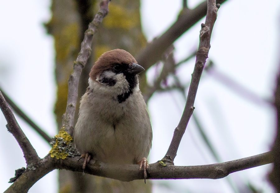 Spatz