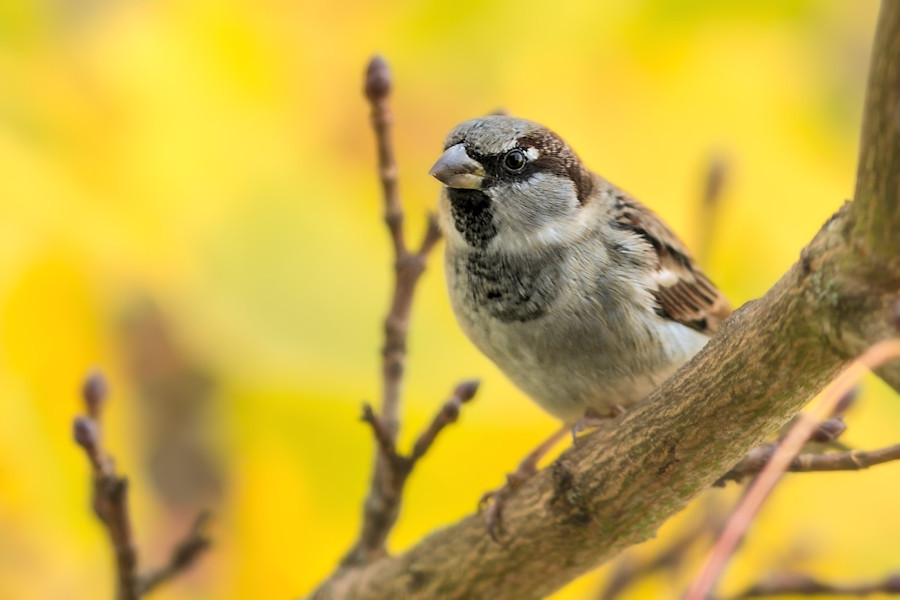 Spatz